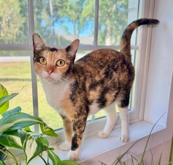 Photo of Cleopatra Bonfire