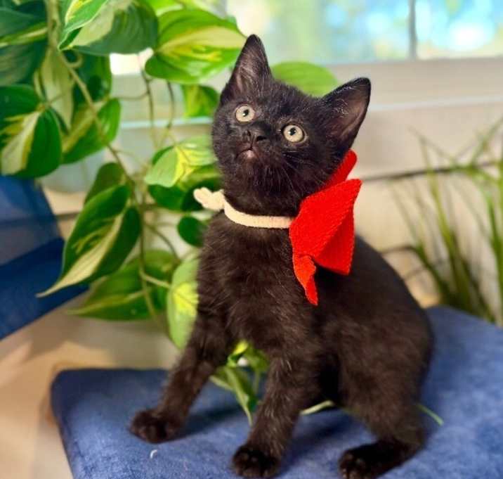 Photo of Ash Bonfire