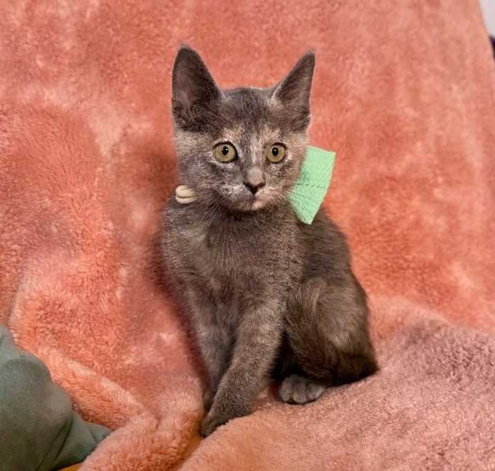 Photo of Bambi Brown