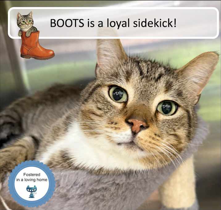 Photo of Boots