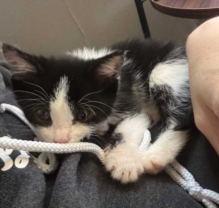 Photo of Chatty Cathy (CC)