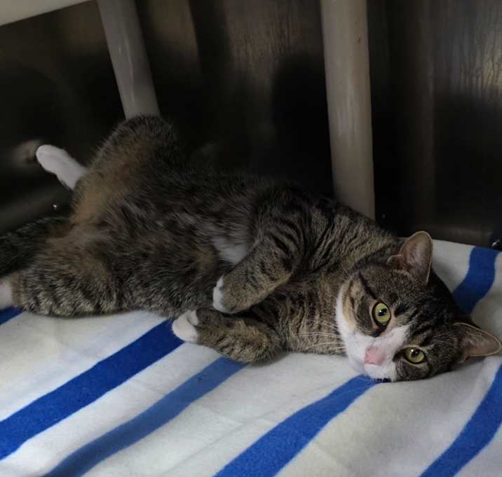 Photo of Captain Whiskers-Adoptable