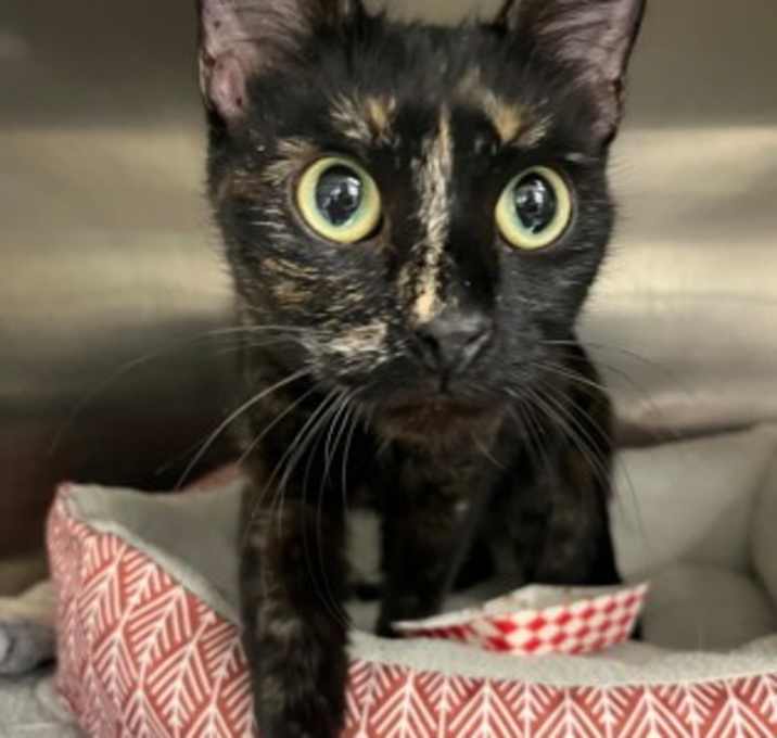 Photo of Turmeric Honey