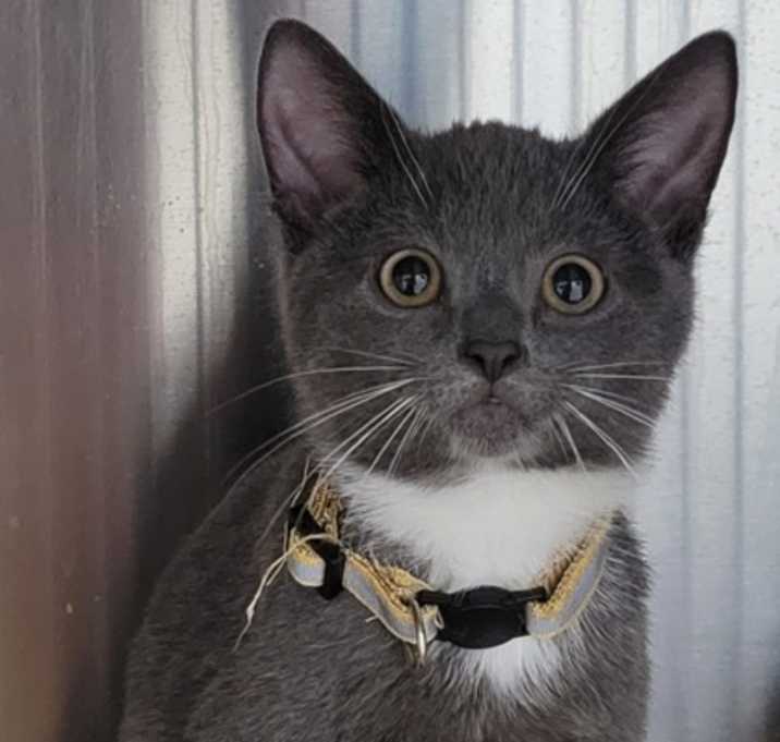 Photo of duchess fluffer muffin