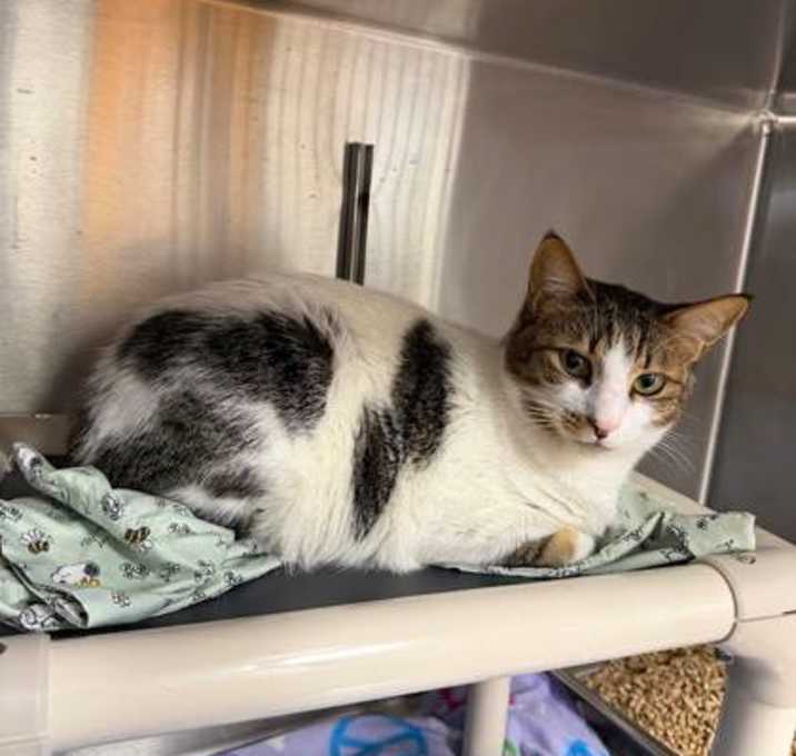 Photo of Satoshi- Bonded with Saidi