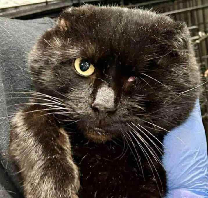 Photo of Captain Jack