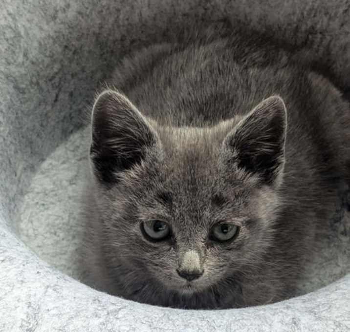 Photo of Moneypenny (bonded w/ Bond)