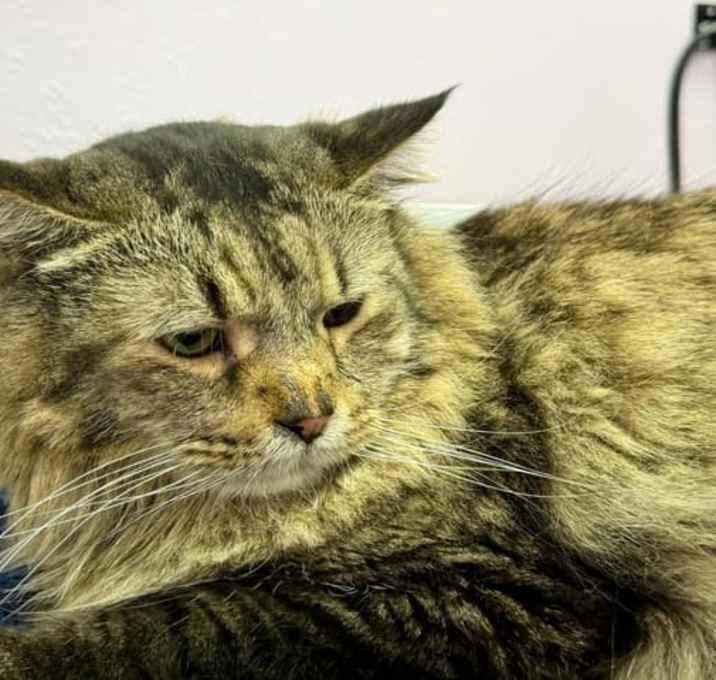 Photo of Ether (bonded to Sonic)