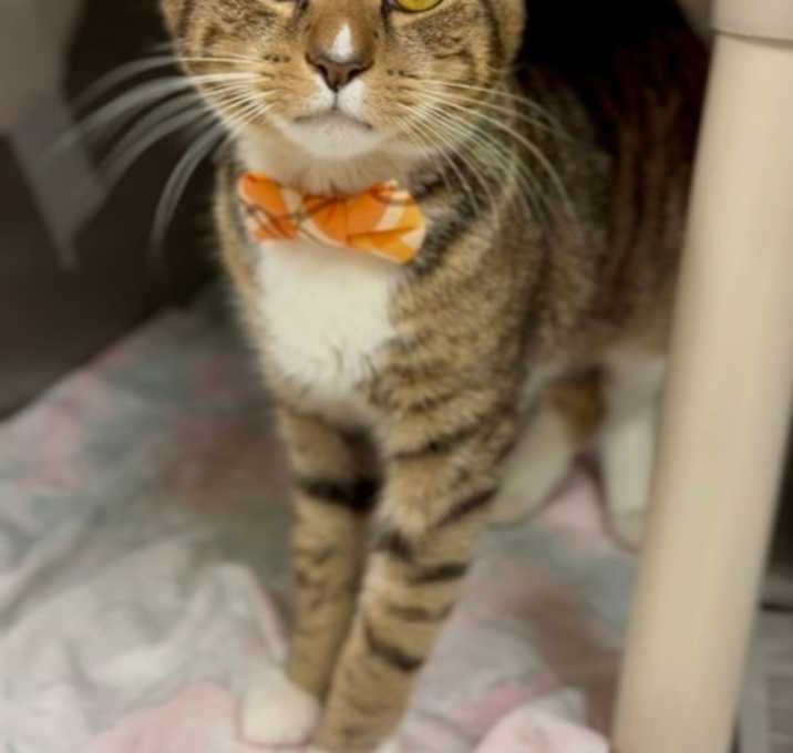 Photo of Donald FeLV+