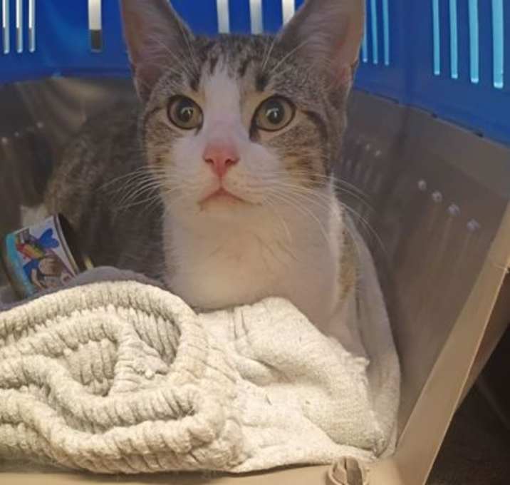 Photo of Alma-ADOPTED