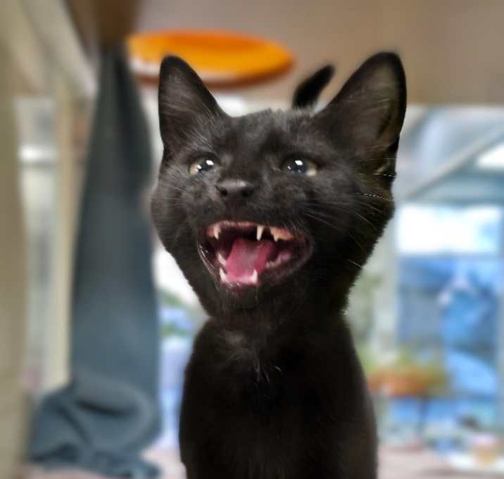 Photo of C25-235 Sugar Cookie