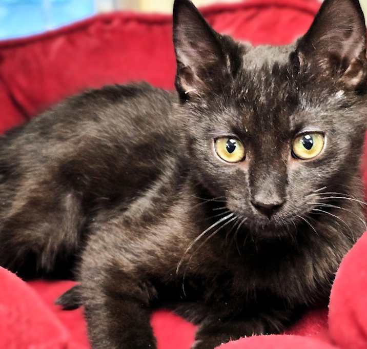 Photo of C25-236 Shortbread