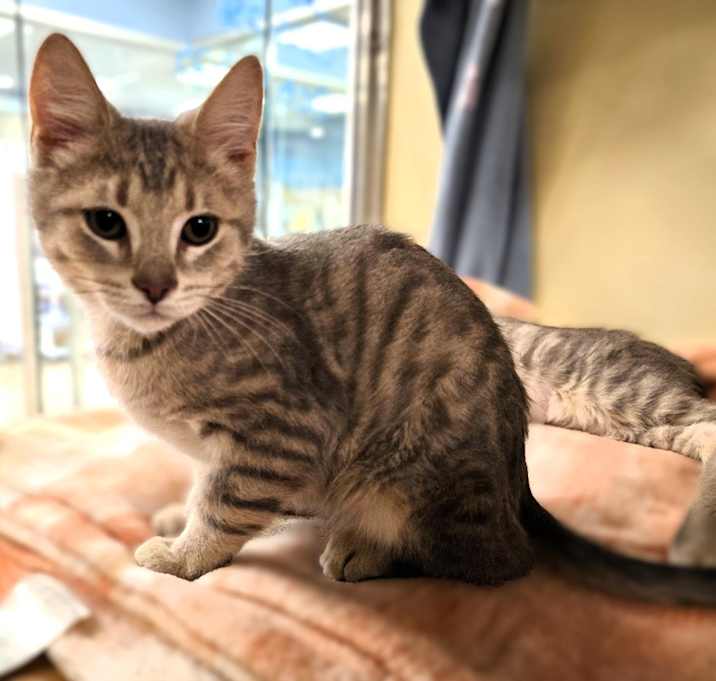 Photo of C25-240 Biscotti