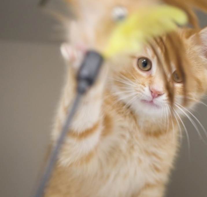 Photo of Otis (bonded with Ollie)