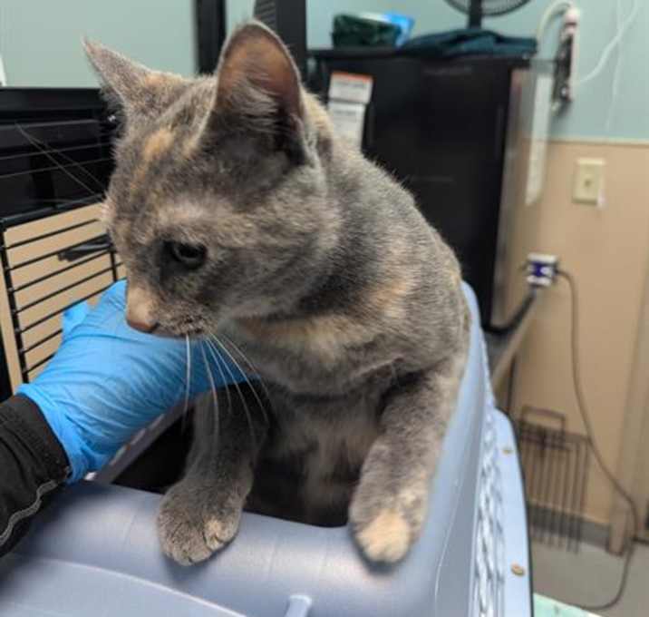 Photo of LAUNCHPAD MCQUACK