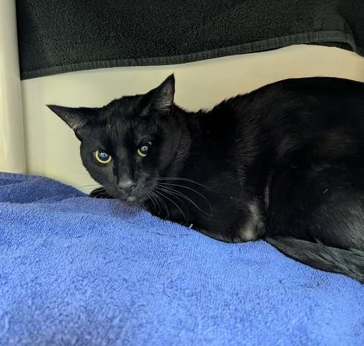 Photo of FLINTHEART GLUMGOLD