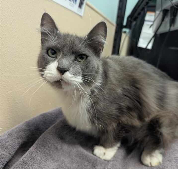 Photo of GYRO GEARLOOSE