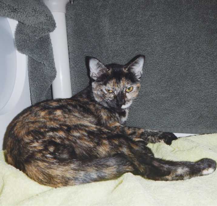 Photo of FENTON CRACKSHELL