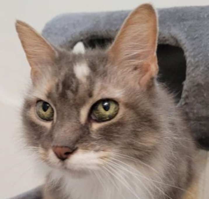 Photo of Tuesday - Petsmart Plantation Foster Home