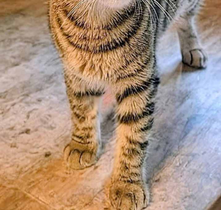 Photo of Spaghetti 4783