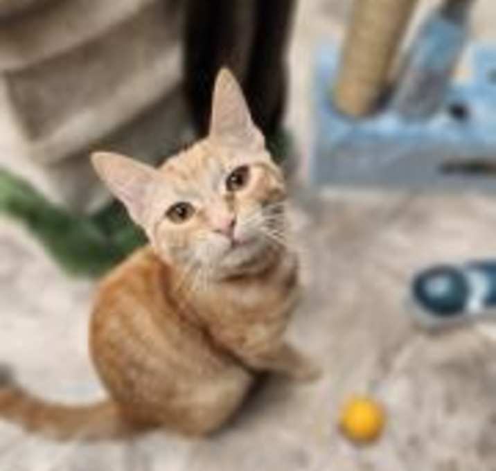 Photo of Cat 27285 (Zinnia)