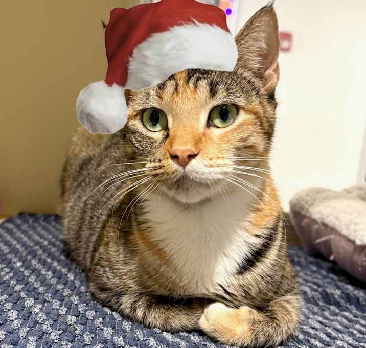 Photo of Joplin 💎