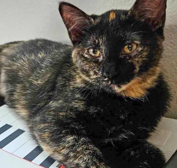 Photo of Inky -- Bonded Buddy With Pinky