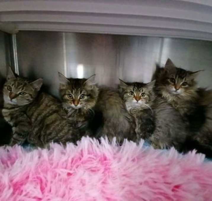 Photo of Princess Teeny Taffy - At shelter