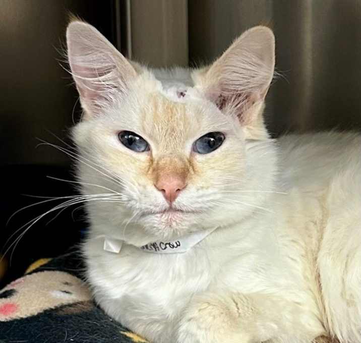 Photo of Sheryl Crow