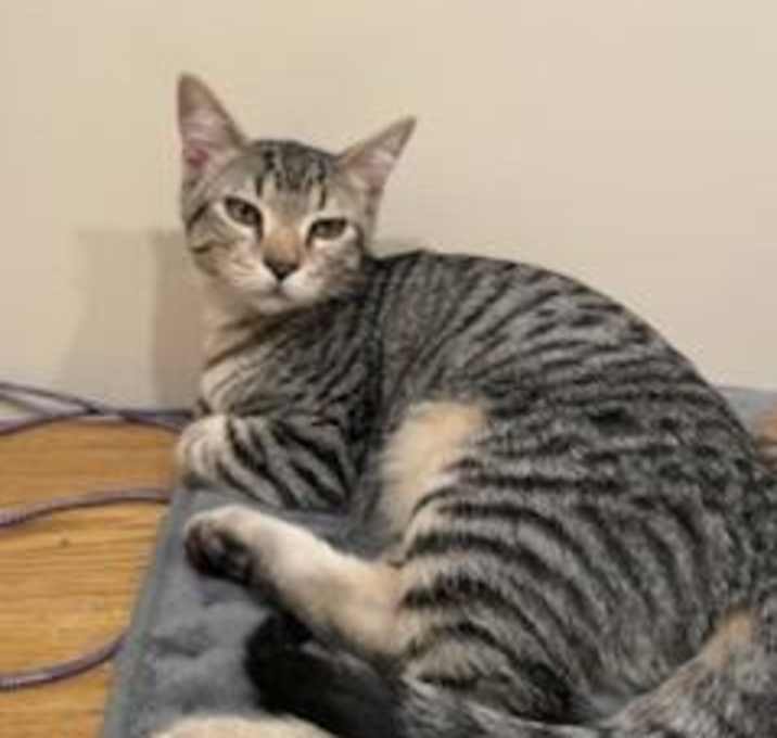 Photo of Little One - Social Butterfly! Good w/ Dogs and Cats!