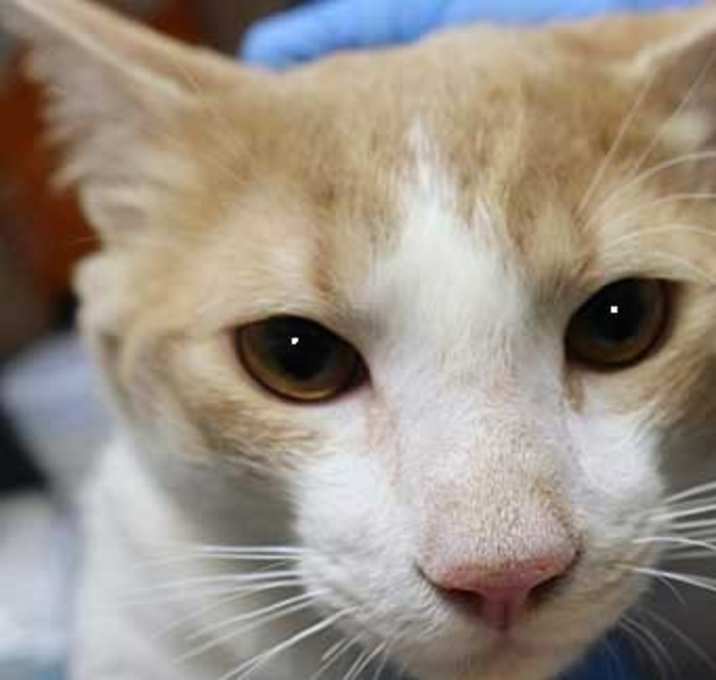 Photo of Scratch N Sniff*