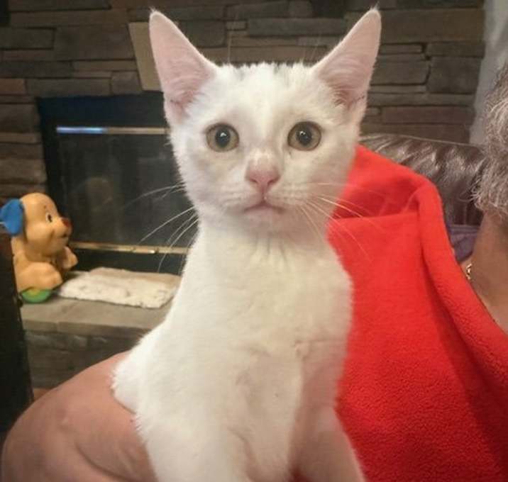 Photo of Snowball (9685)