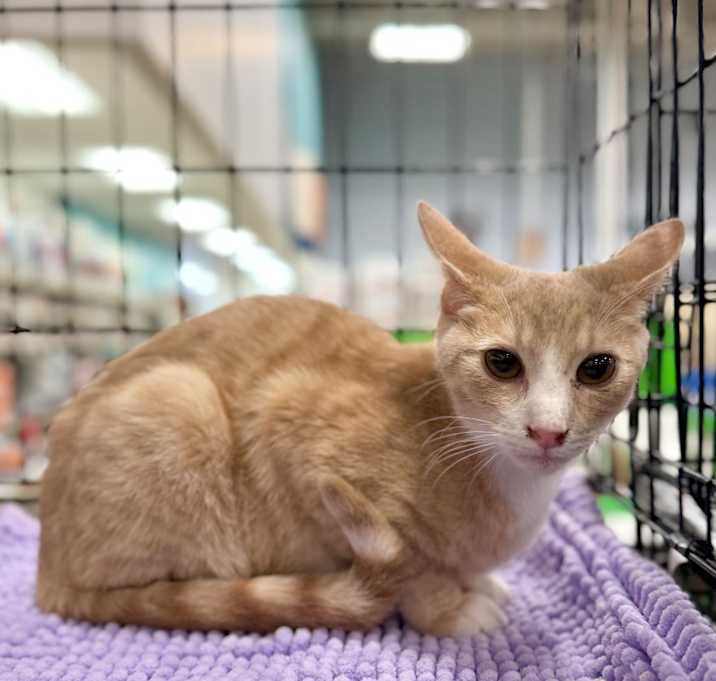 Photo of Sweet Potato