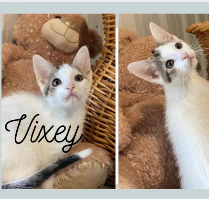 Photo of Vixey