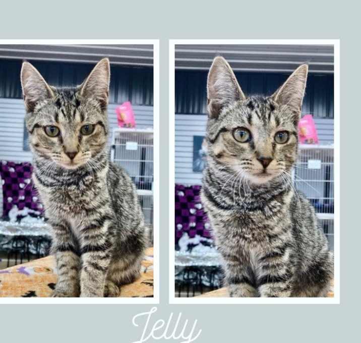 Photo of Jelly