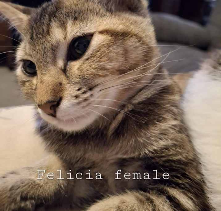 Photo of Felica