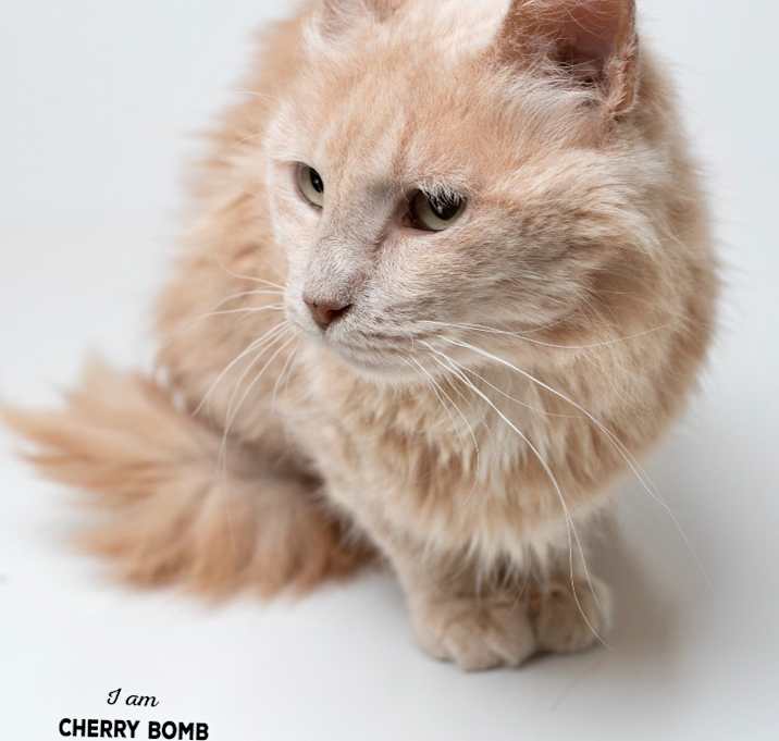 Photo of Cherry Bomb