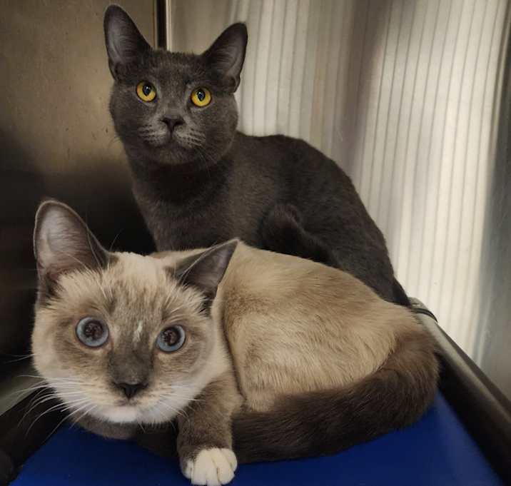 Photo of Smokey bonded w/ Cream Puff