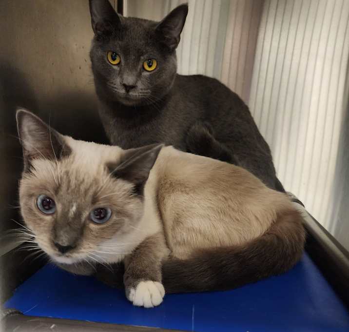 Photo of Cream Puff bonded w/ Smokey