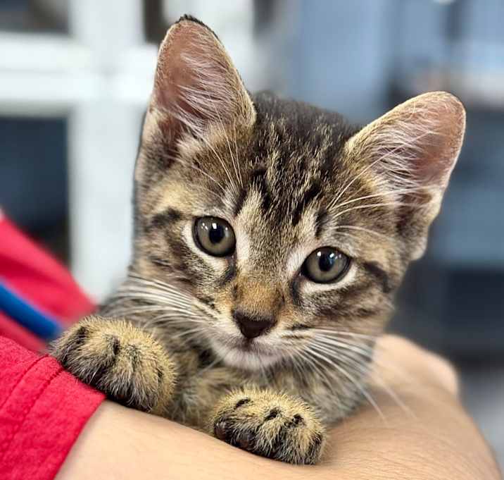 Photo of Kitten Astrid 