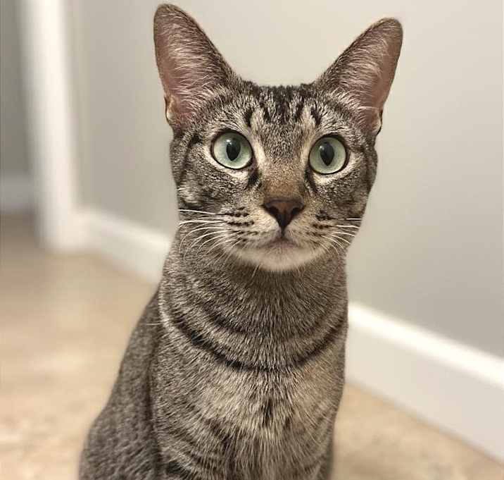 Photo of Limonada "Lima" (only cat)