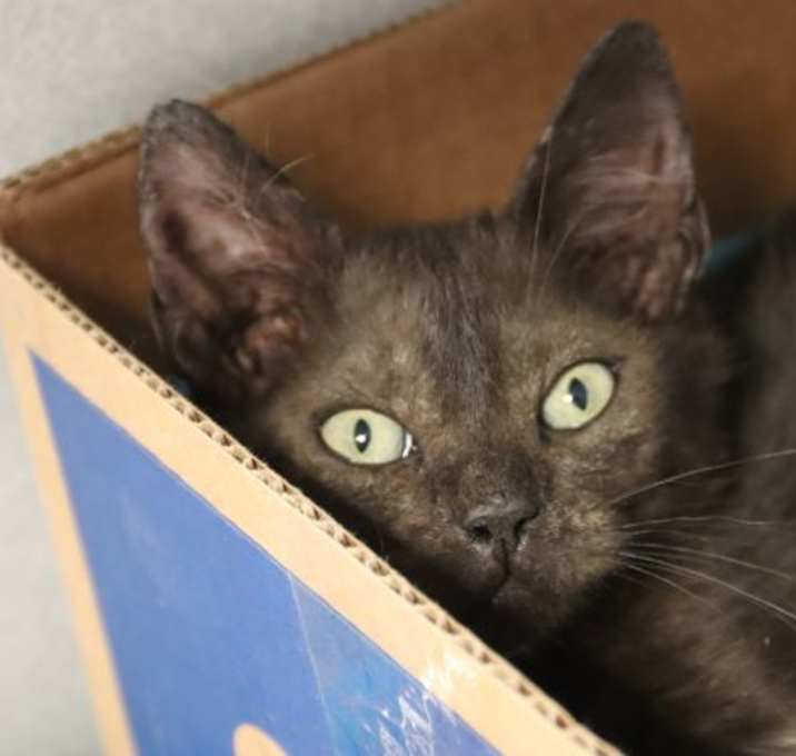 Photo of LUMP OF COAL*