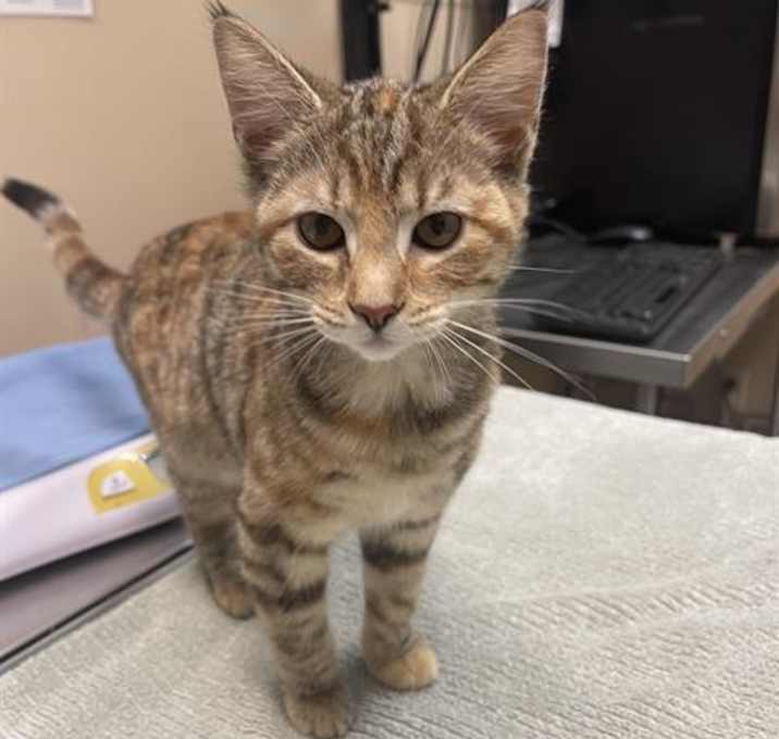 Photo of MADAME MEDUSA