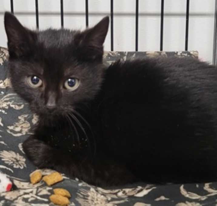 Photo of Noir *Petsmart Marlton*