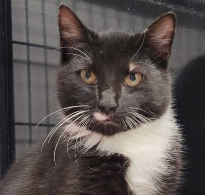 Photo of Sprig *Petsmart Marlton*