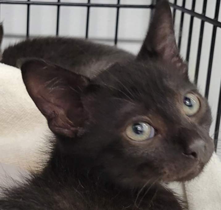 Photo of Coal *Petsmart Marlton*