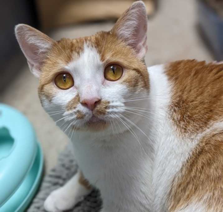 Photo of Leland - Available In Foster