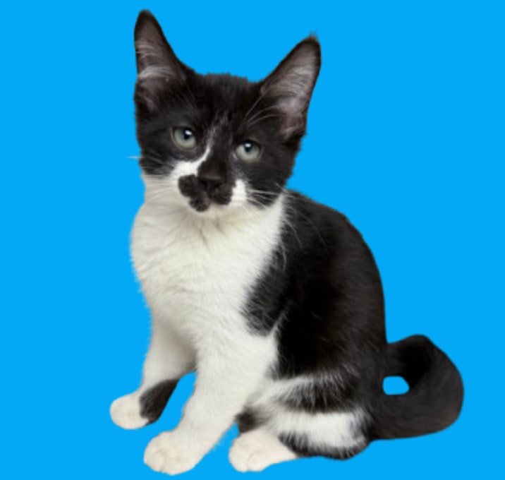 Photo of TUSC-Stray-82988_2