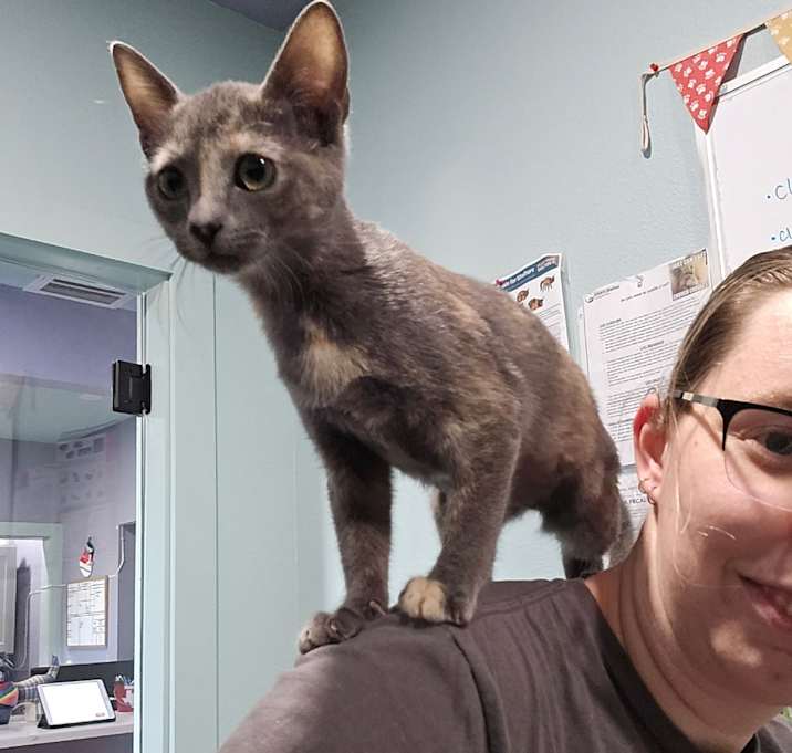 Photo of GOLDEN CHICK