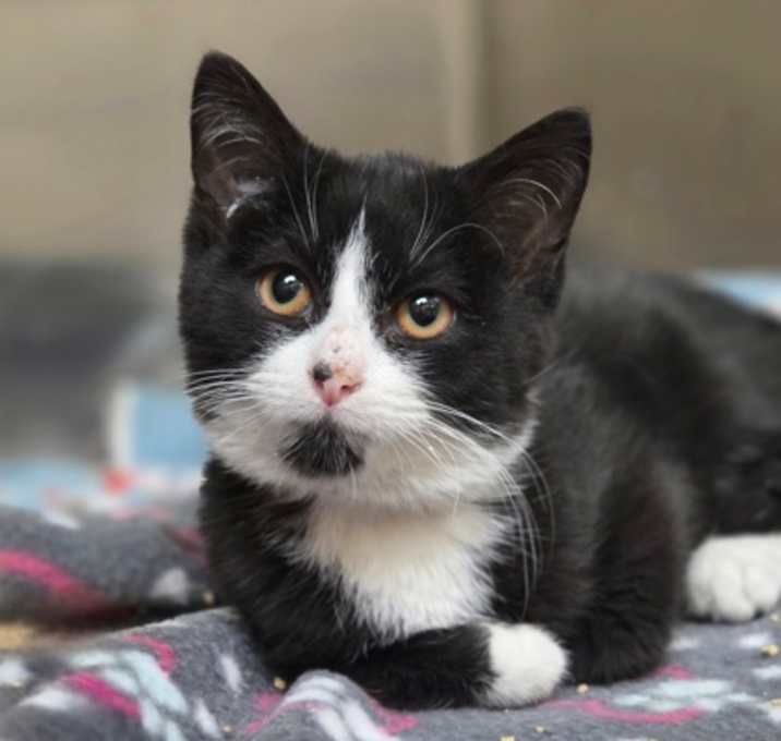 Photo of Pickle Ball